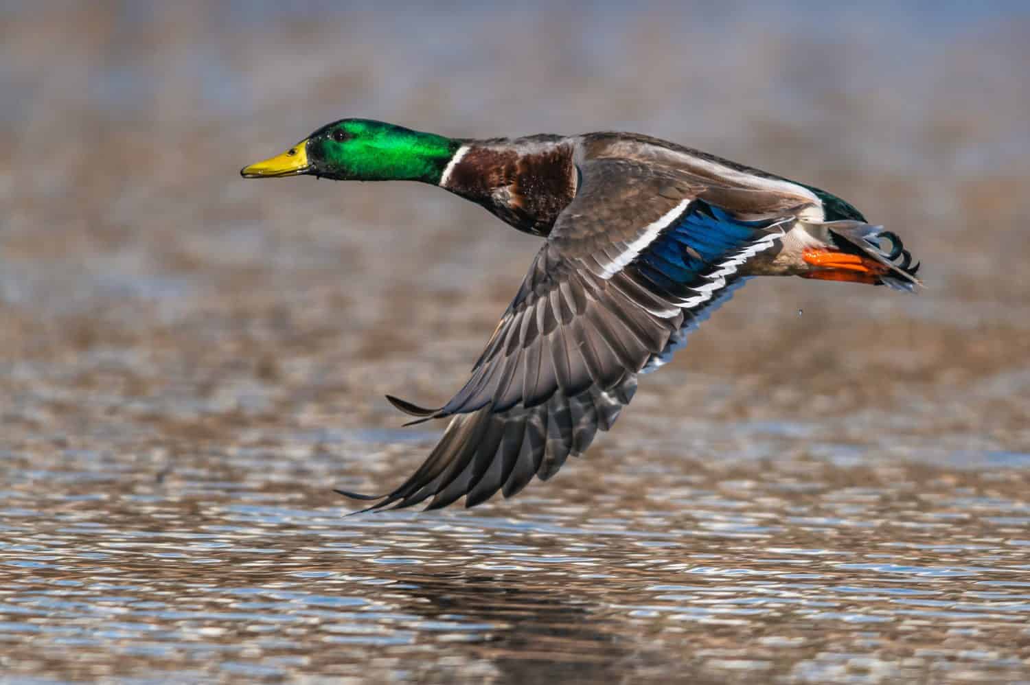 Germano reale, Anas platyrhynchos, anatra selvatica in volo