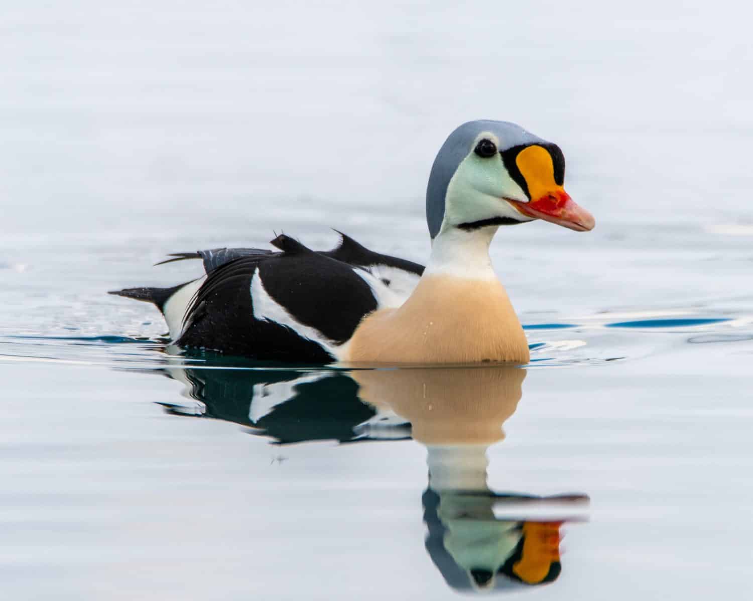 Re di nuoto nell'edredone al porto di båtsfjord, Norvegia