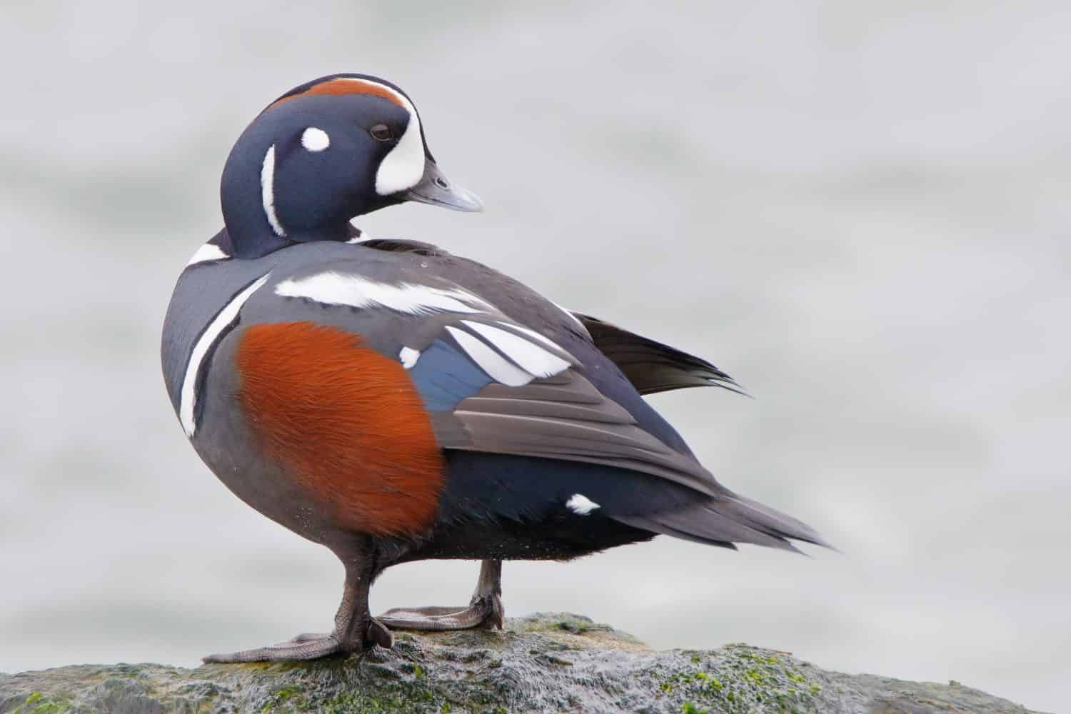 Arlecchino anatra (Histrionicus histrionicus) maschio su roccia, Barnegat Jetty, New Jersey