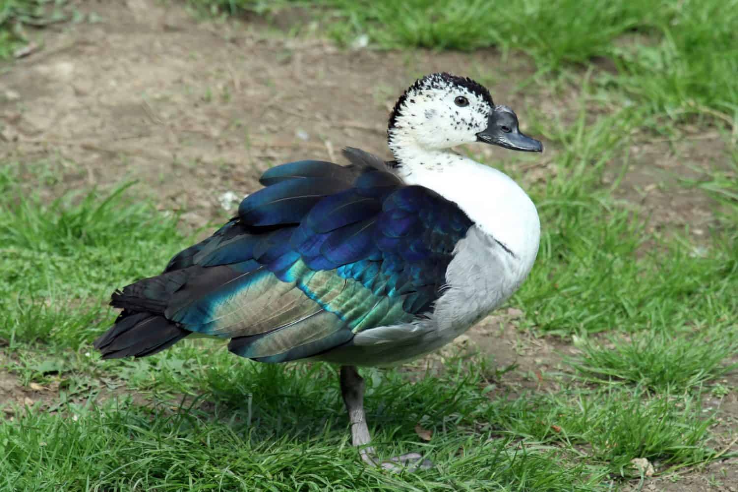 Anatra dal becco pomello (Sarkidiornis melanotos);  maschio