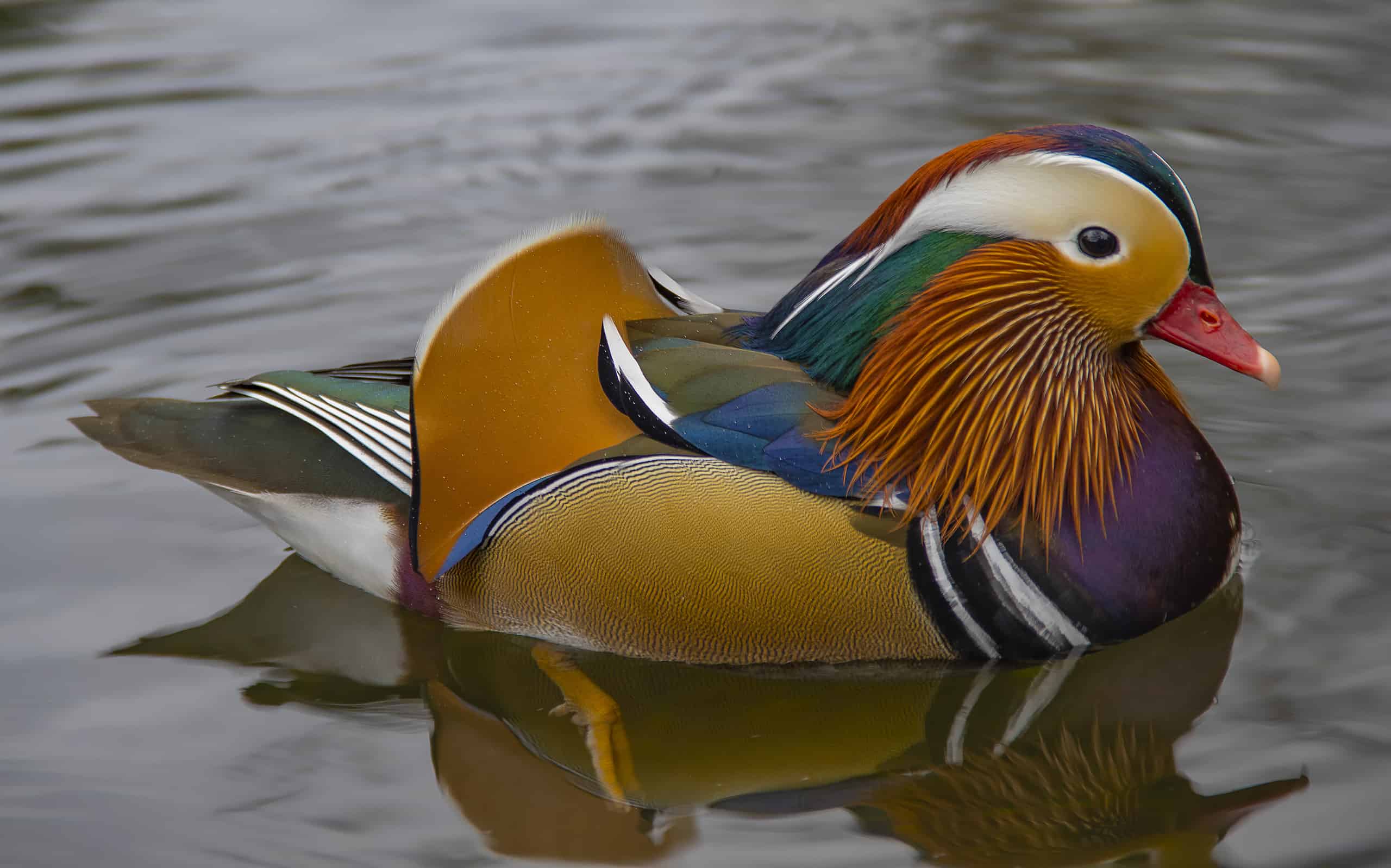 Un'anatra manadrina (Aix galericulata)