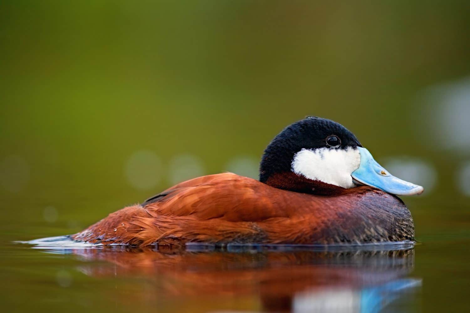 Anatra rubiconda che si rilassa sull'acqua.  (Foto scattata nel Regno Unito, Londra)