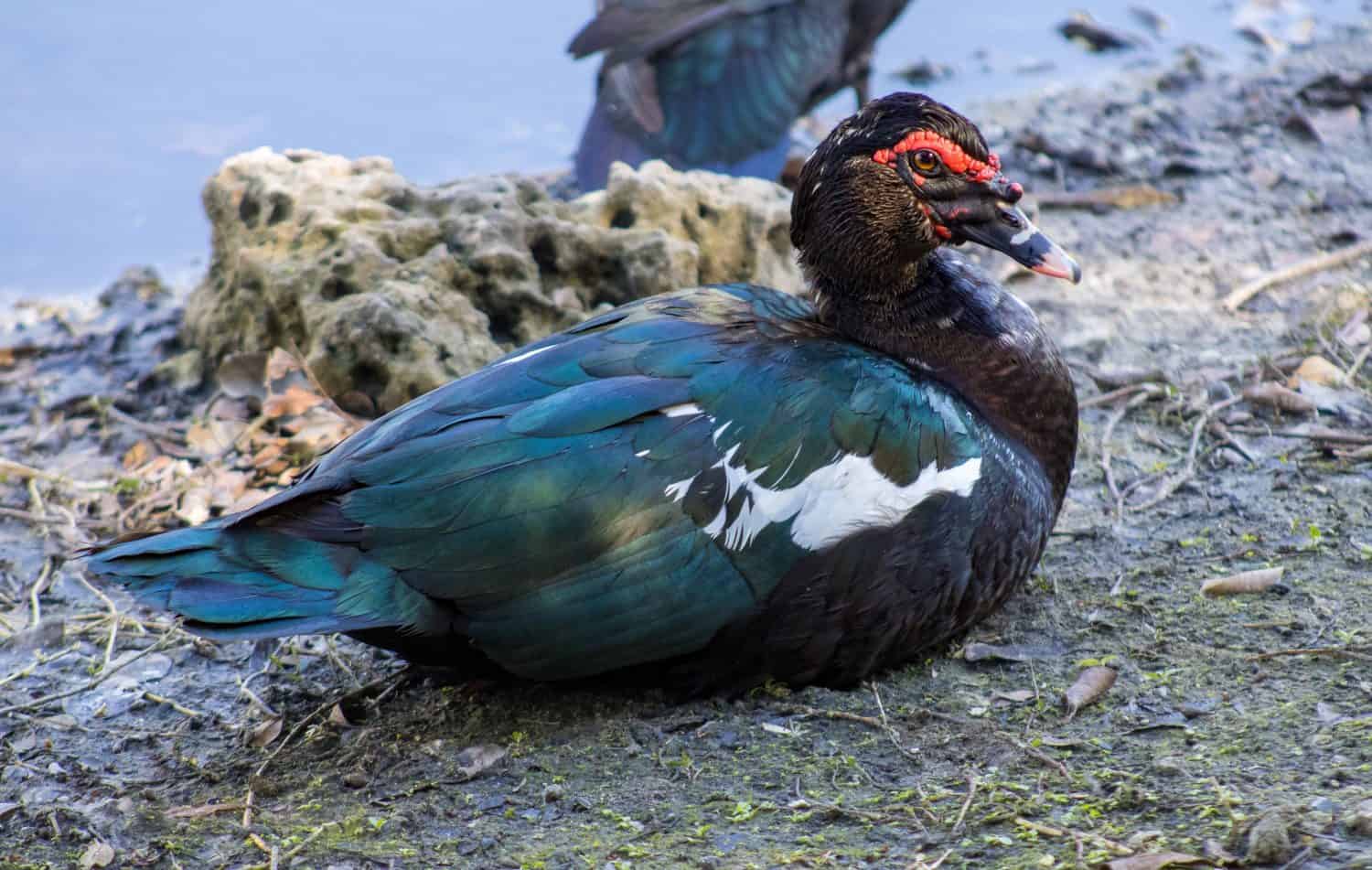 Anatra muta sul bordo di uno stagno