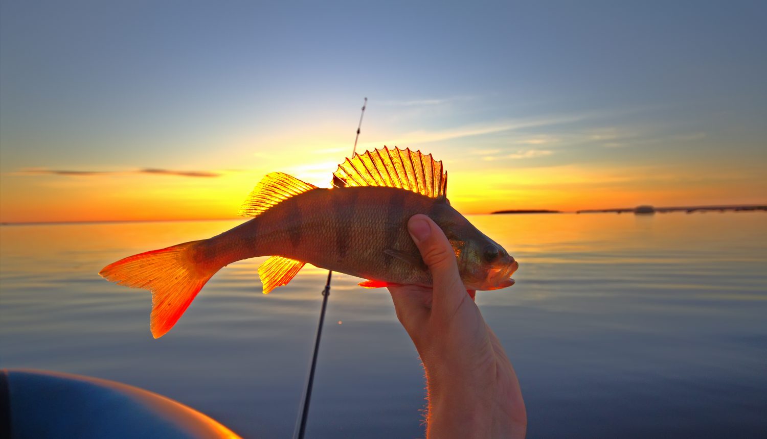 Tempo libero maschile preferito.  Lago al tramonto, pesca al persico reale con barca e canna, boccone serale.  La pesca al tramonto è fondamentale per la tranquillità e il buon umore