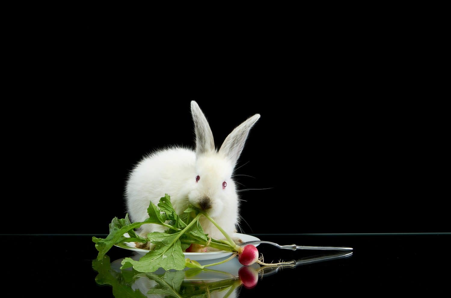 Giovane coniglio bianco che mangia ravanello in piatto bianco su fondo nero