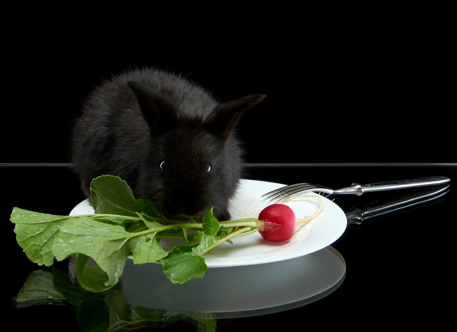 Giovane coniglio nero che mangia ravanello in piatto bianco su fondo nero