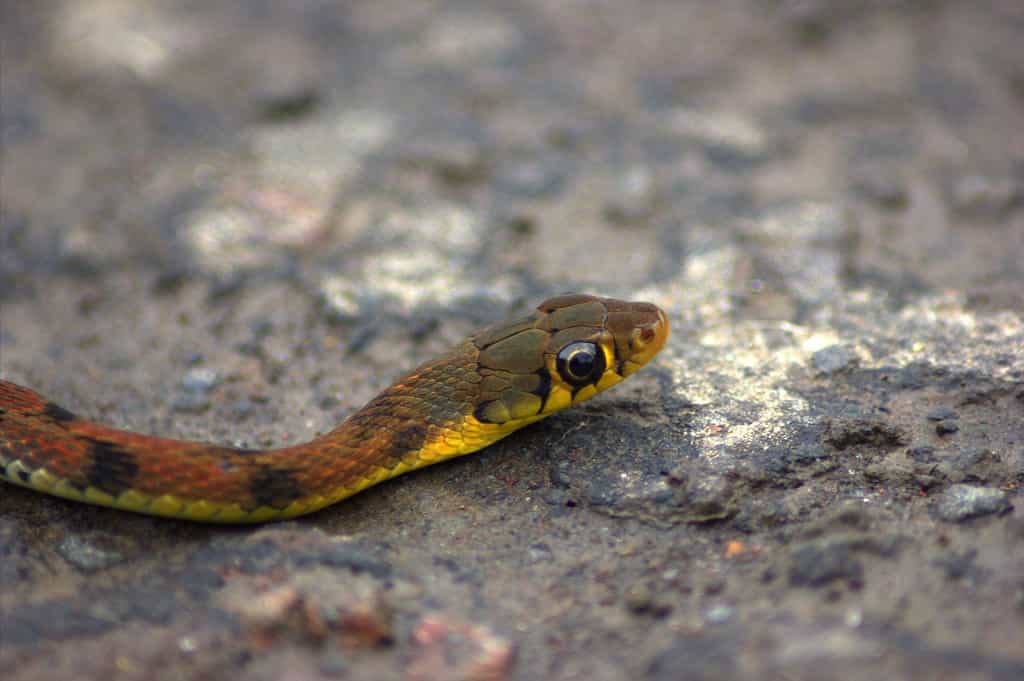 Piccolo serpente