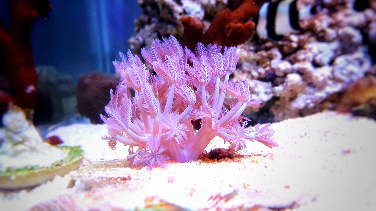 Corallo Xenia pulsante nella vasca dell'acquario di barriera