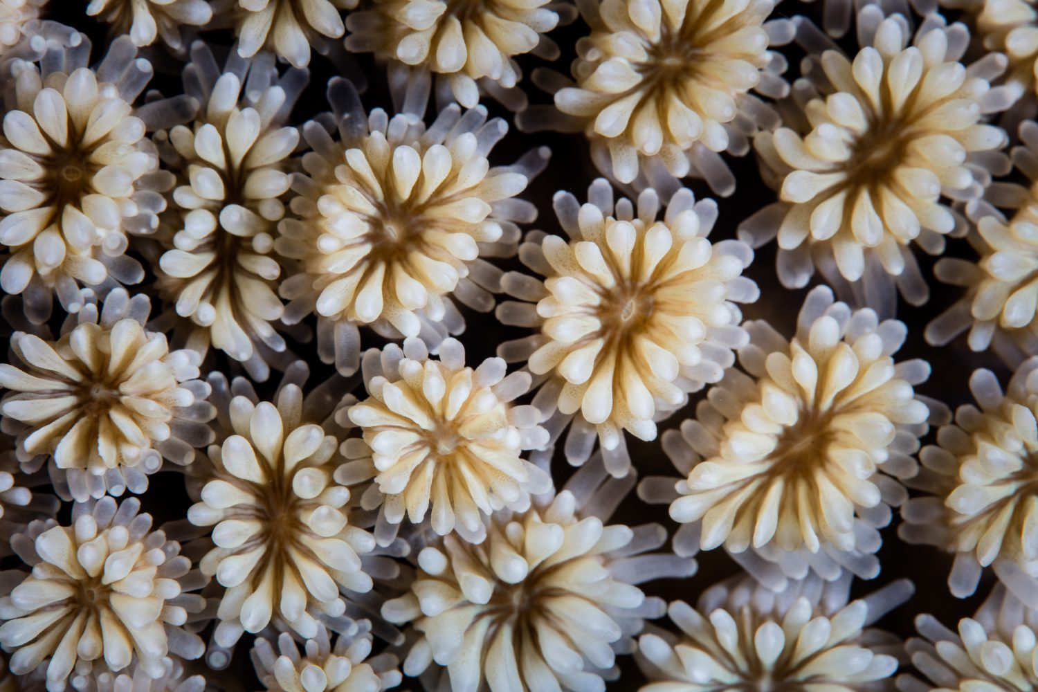 Dettaglio di un corallo galattico, Galaxea fascicularis, che cresce su una barriera corallina nel Parco Nazionale di Komodo, Indonesia.  Questa è una delle centinaia di specie di coralli che formano barriere coralline trovate nella regione dell'Indo-Pacifico.