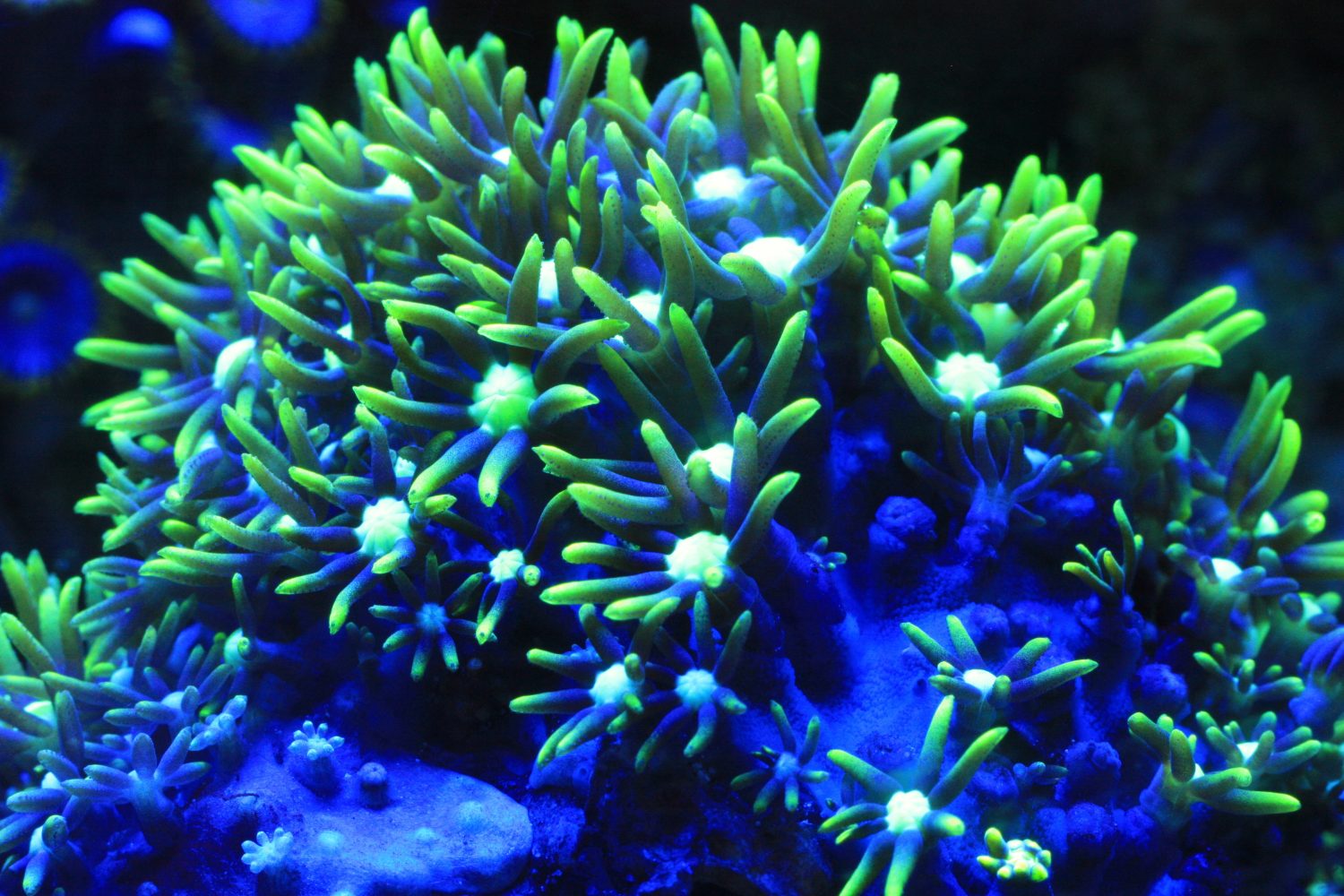 Corallo polipo stella verde (Briareum sp.)