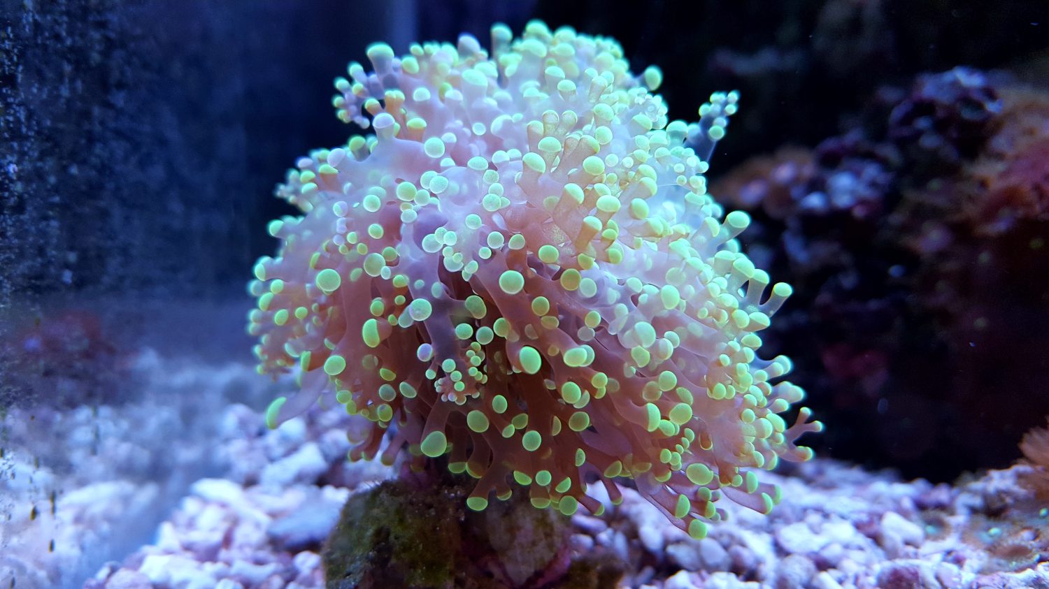 Euphyllia lps corallo della rana