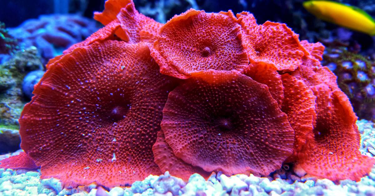 Colonia di coralli di funghi rossi nella vasca dell'acquario di barriera corallina.