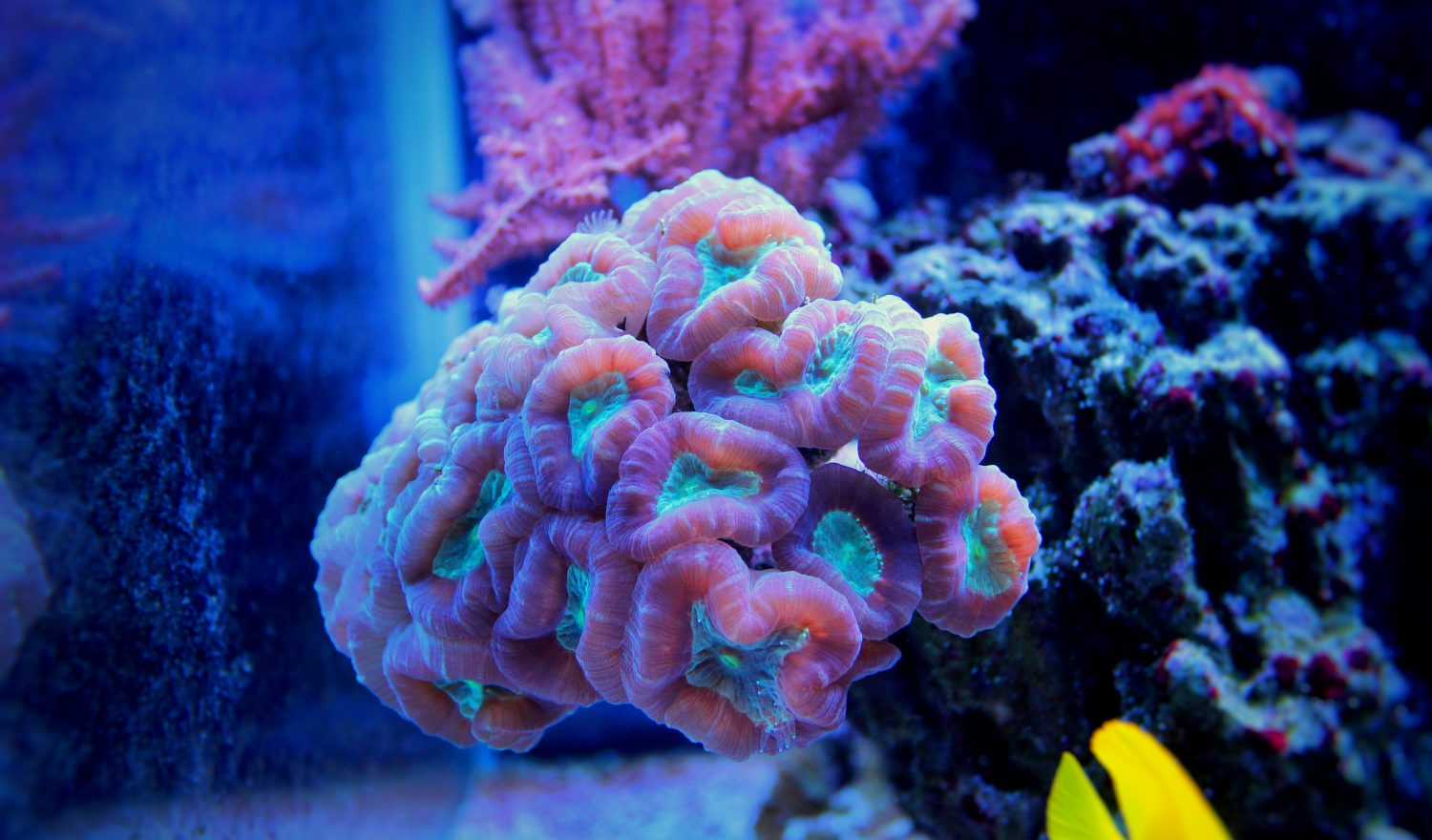 Corallo di zucchero filato (Caulastrea furcata)