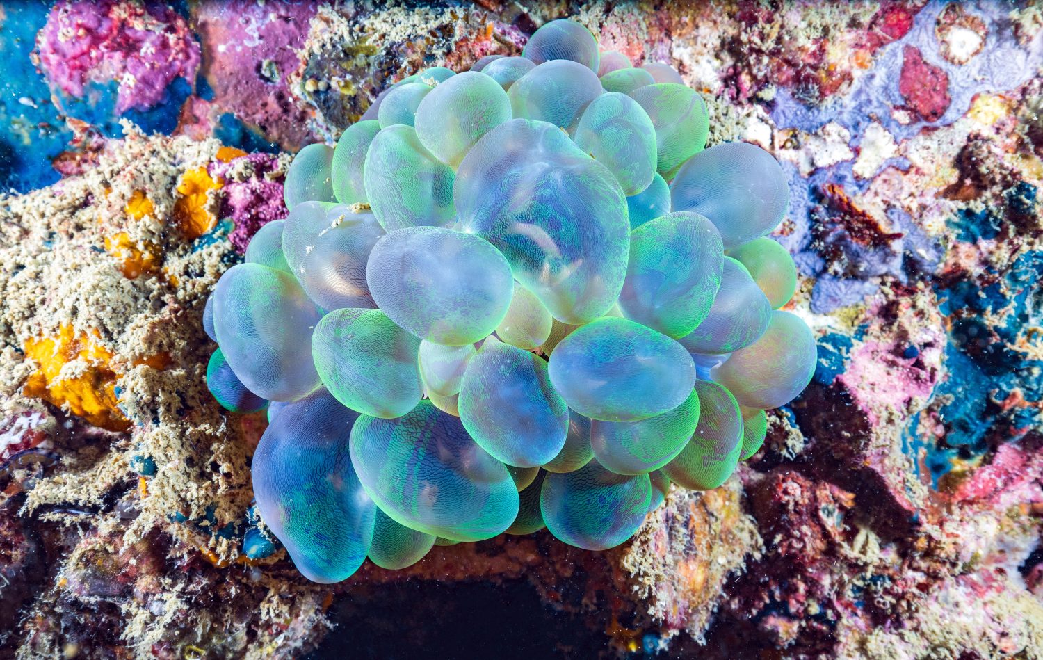 Plerogyra sinuosa è una specie gelatinosa del phylum Cnidaria.  Viene comunemente chiamato “corallo a bolle” per il suo aspetto frizzante.  sulla barriera corallina delle Isole Phi Phi, Thailandia