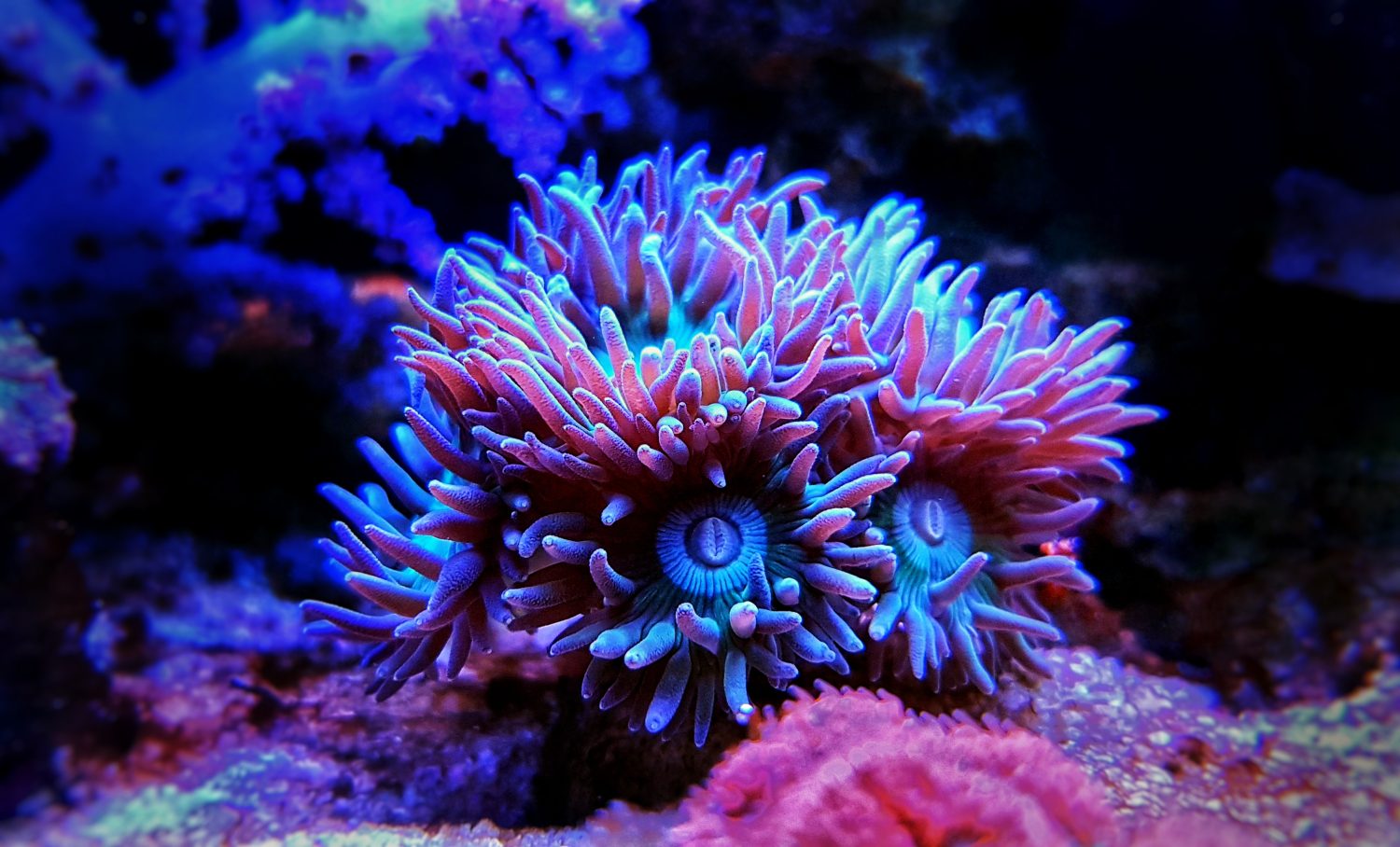 Duncanopsammia è un corallo sassoso a polipo grande (LPS) - Duncanopsammia axifuga