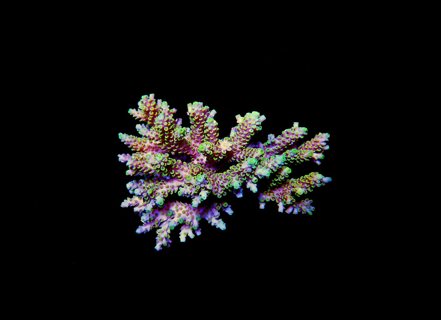 Immagine isolata del corallo Acropora.  Acropora è un genere di coralli duri a polipo piccolo.