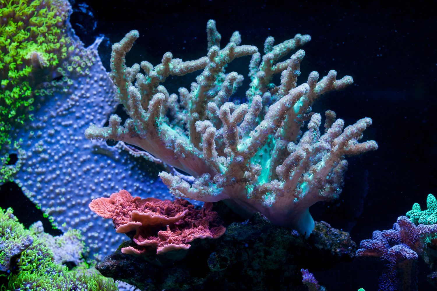 Sinularia dura nell'acquario domestico della barriera corallina.  Messa a fuoco selettiva.