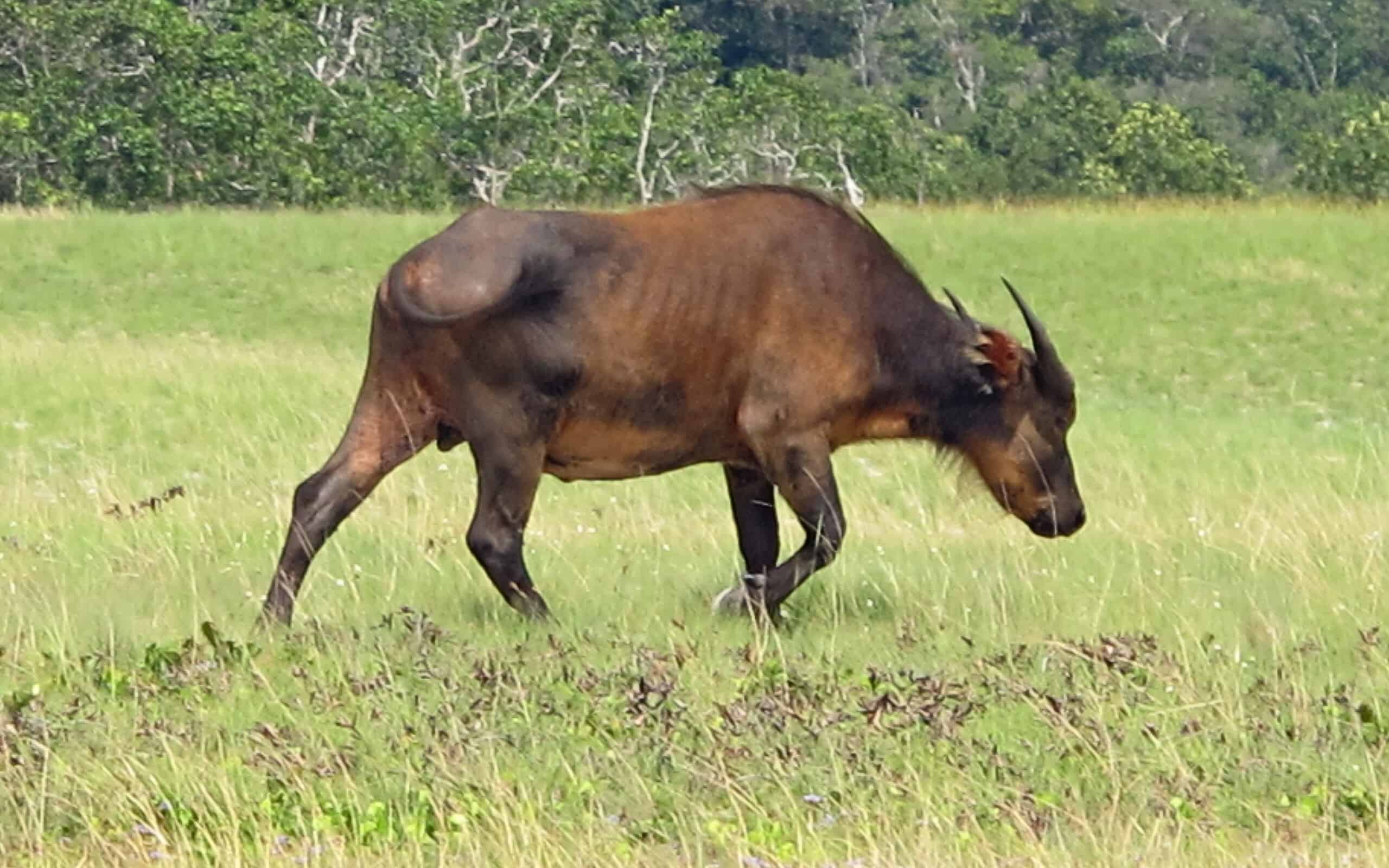 Bufalo della foresta (Syncerus caffer nanuns) nel Parco Nazionale di Loango, Gabon