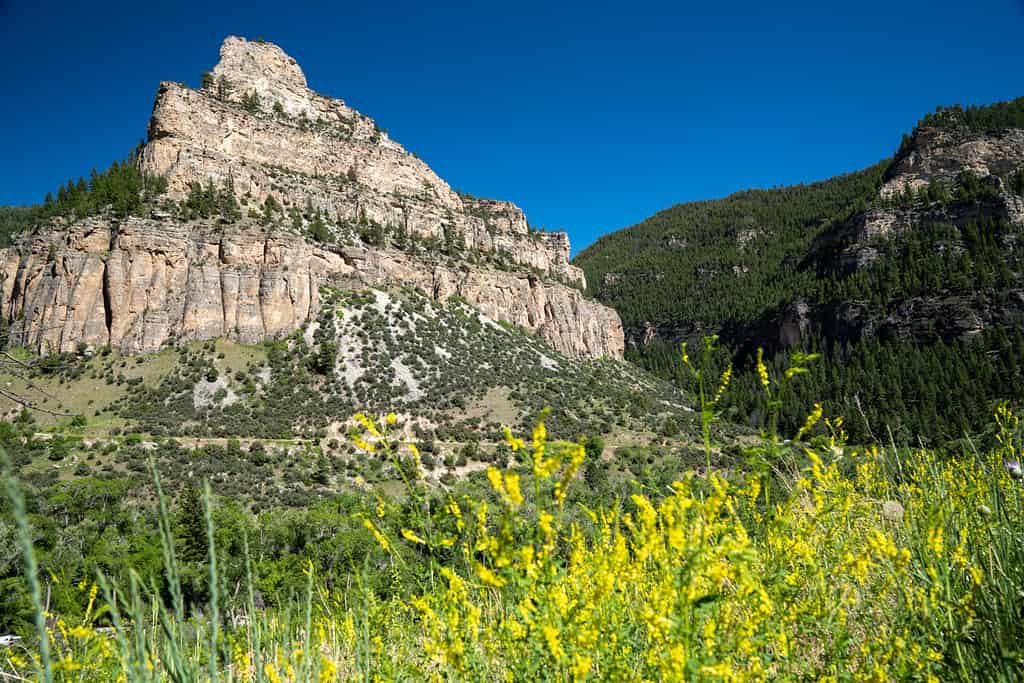 Il colorato e lussureggiante Tensleep Canyon lungo la Cloud Peak Skyway (US Highway 16) nella foresta nazionale del Bighorn del Wyoming in estate