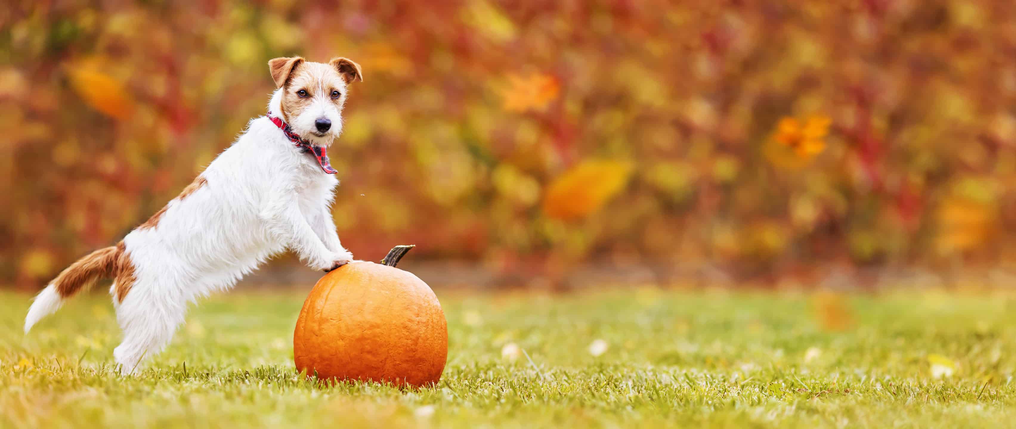 Cane con una zucca