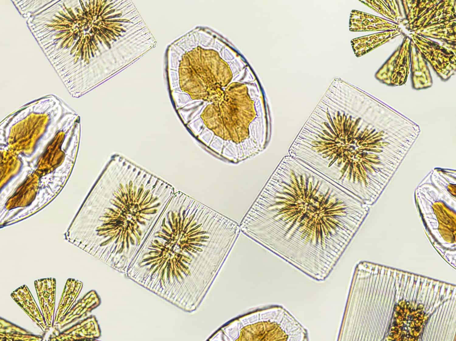 Diatomee, alghe viste al microscopio, fitoplancton, fossili, silice, alghe gialle dorate