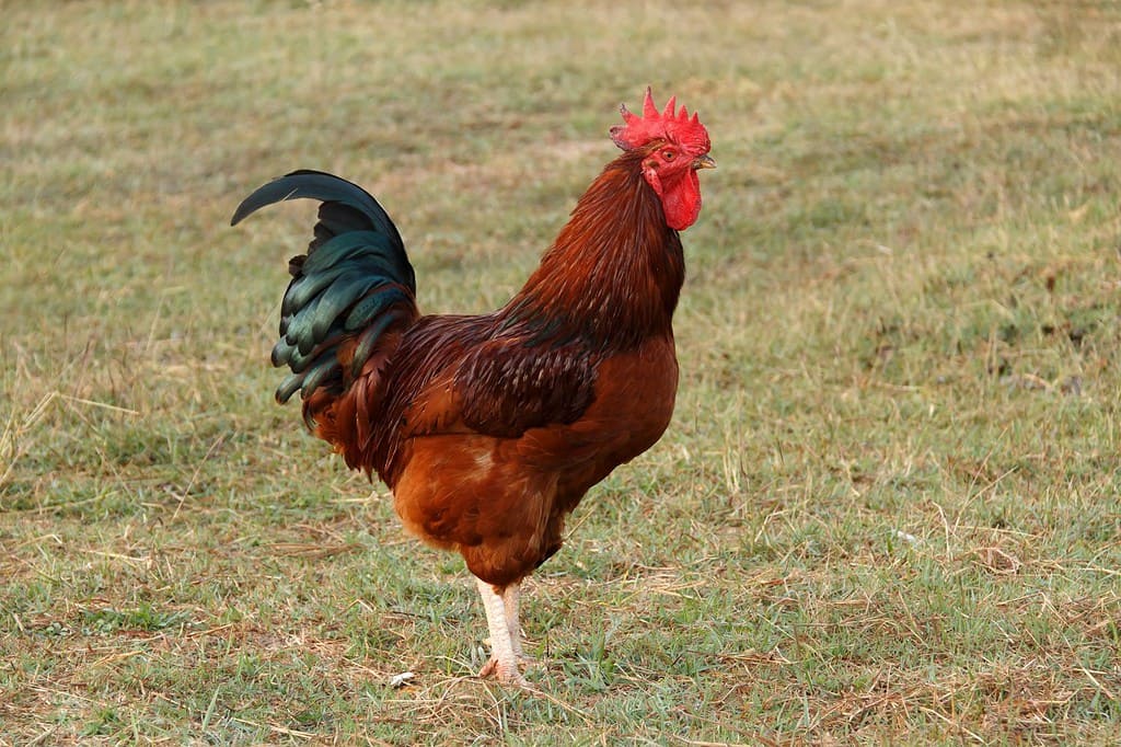 Rhode Island Red sui campi in erba