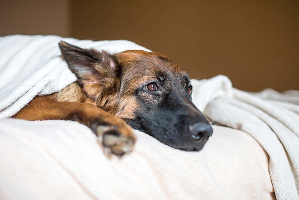 Simpatico pastore tedesco in una coperta sul letto.  Bel cane in casa.