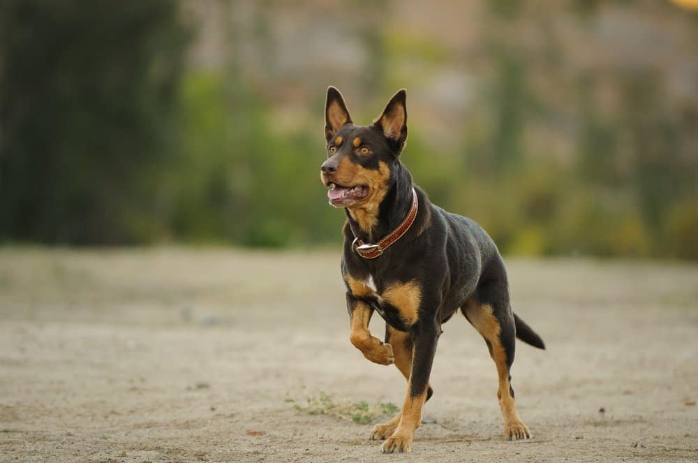 Cane australiano Kelpie (Canis familiaris) - in corsa