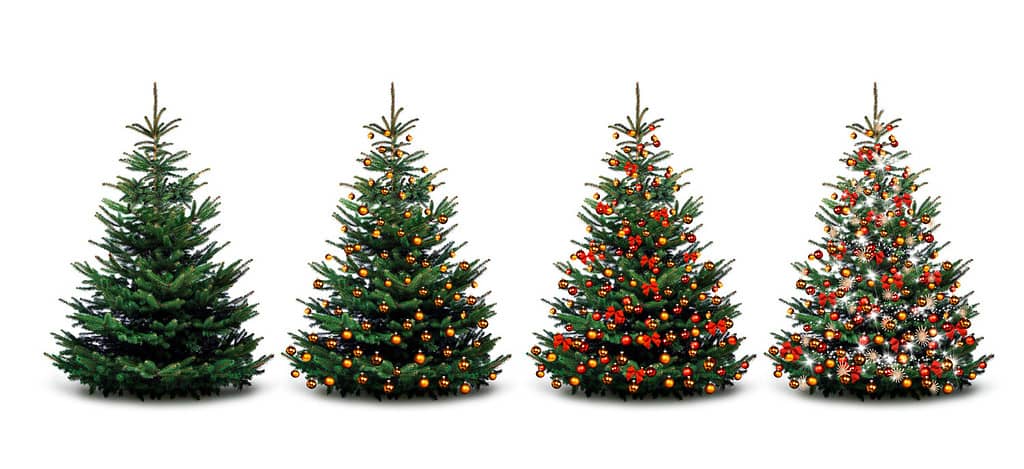 Quattro alberi di Natale: disadorni e decorati