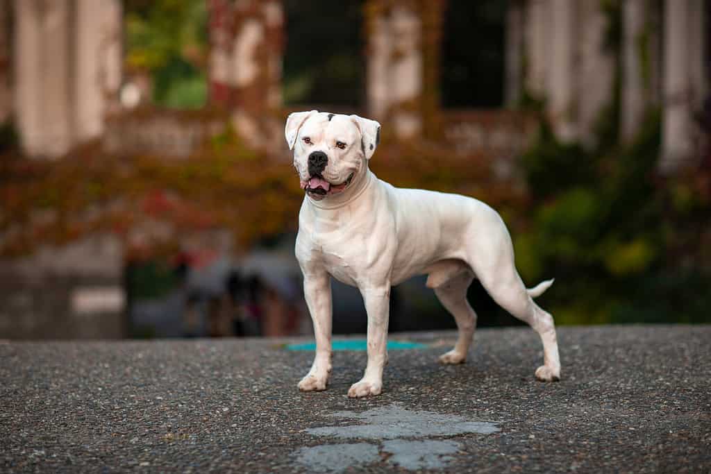 Bulldog americano del cane bianco su uno sfondo di parco autunnale