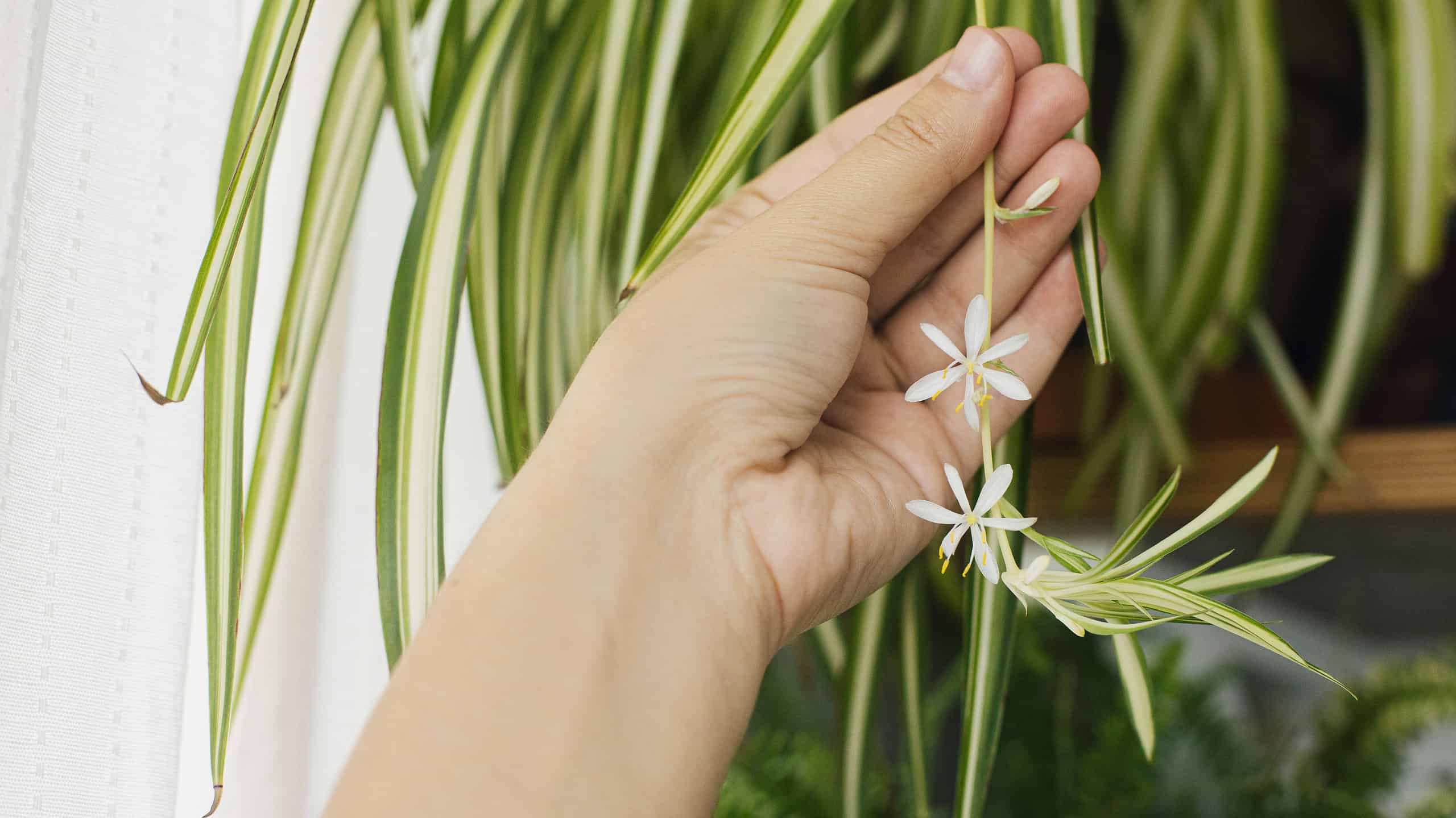 Una persona che tocca un piccolo fiore bianco che pende da una pianta ragno