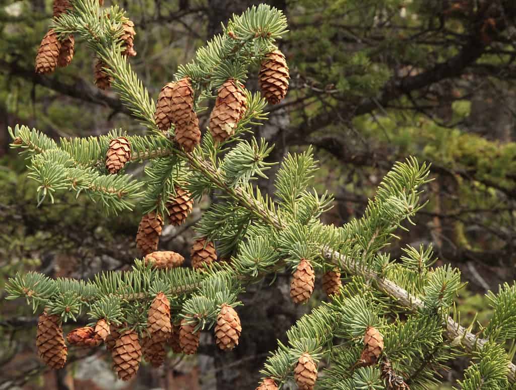 Abete rosso Englemann (Picea engelmannii)