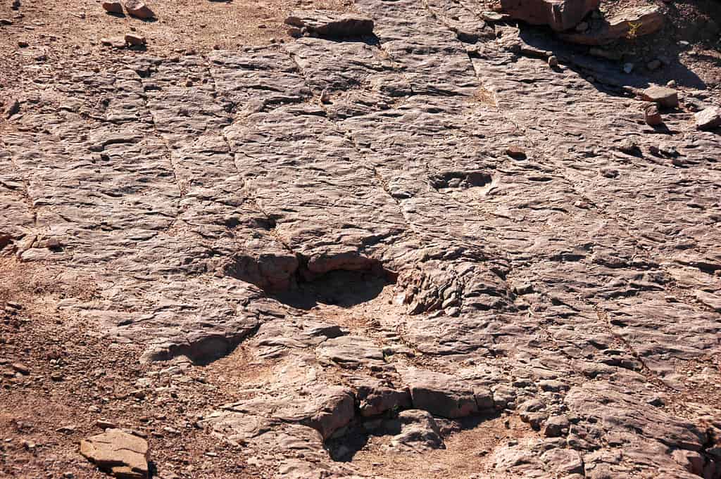 Impronte di dinosauro Copper Ridge Dinosaur Trackway