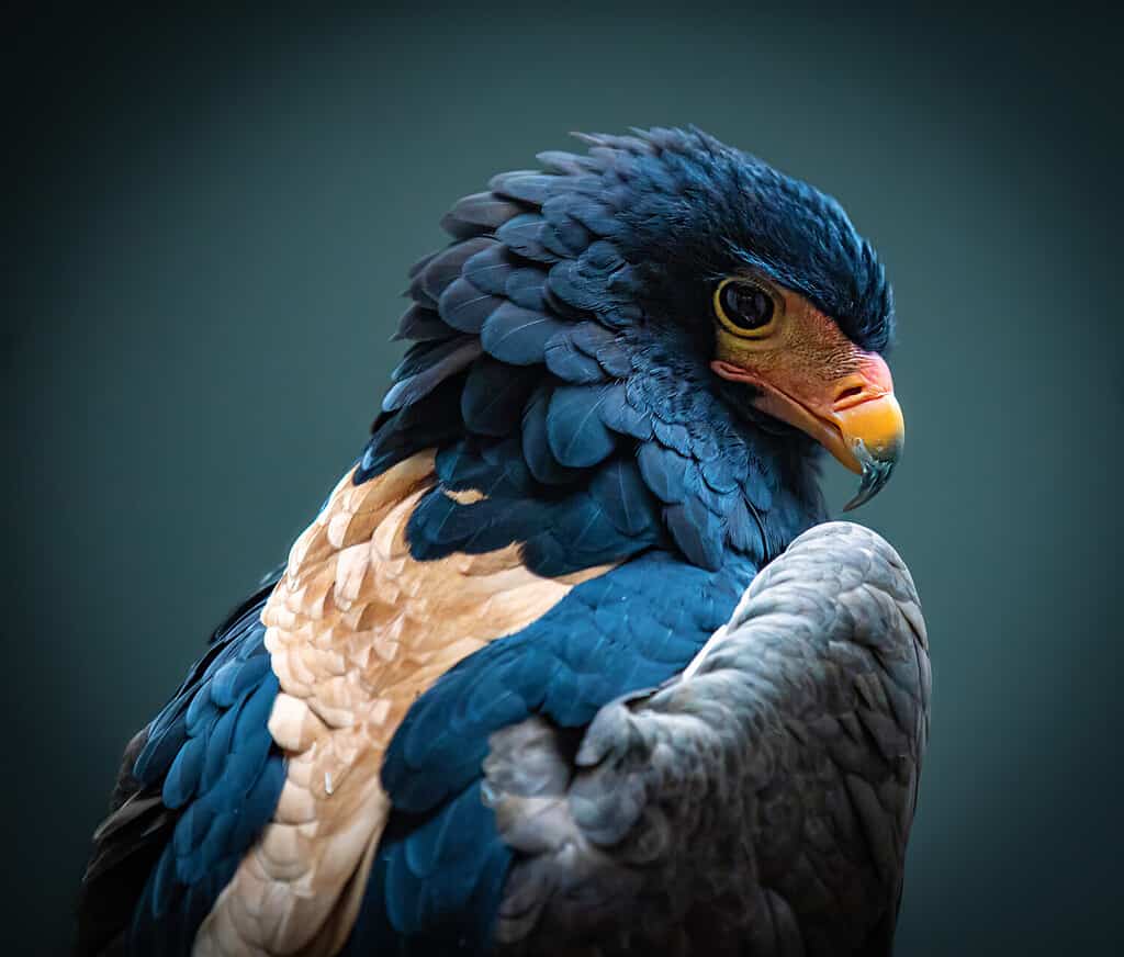 Bateleur Eagle mostra le sue piume colorate per la fotocamera.