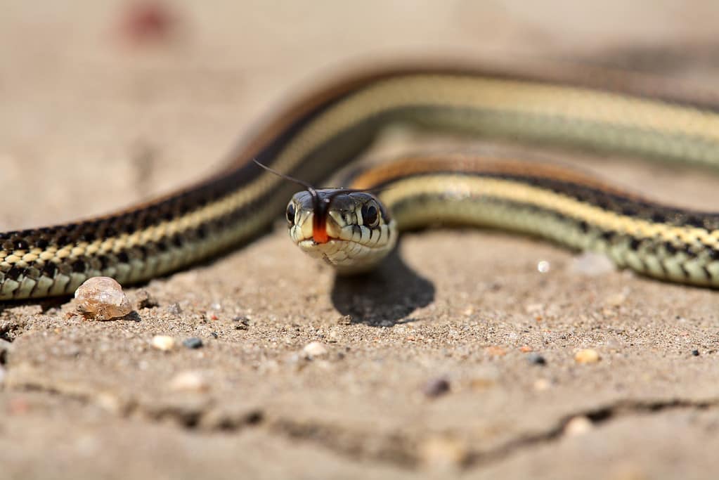 Bambino serpente giarrettiera su una strada del Saskatchewan