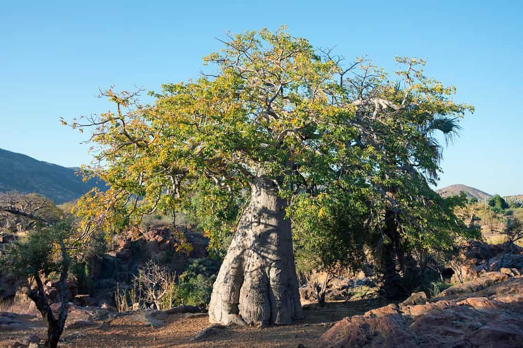 Baobab (Adansonia digitata) albero, Kaokoveld, Namibia