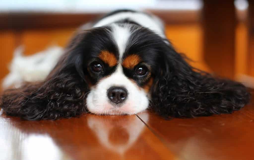 Il Cavalier King Charles Spaniel è incline all'obesità.