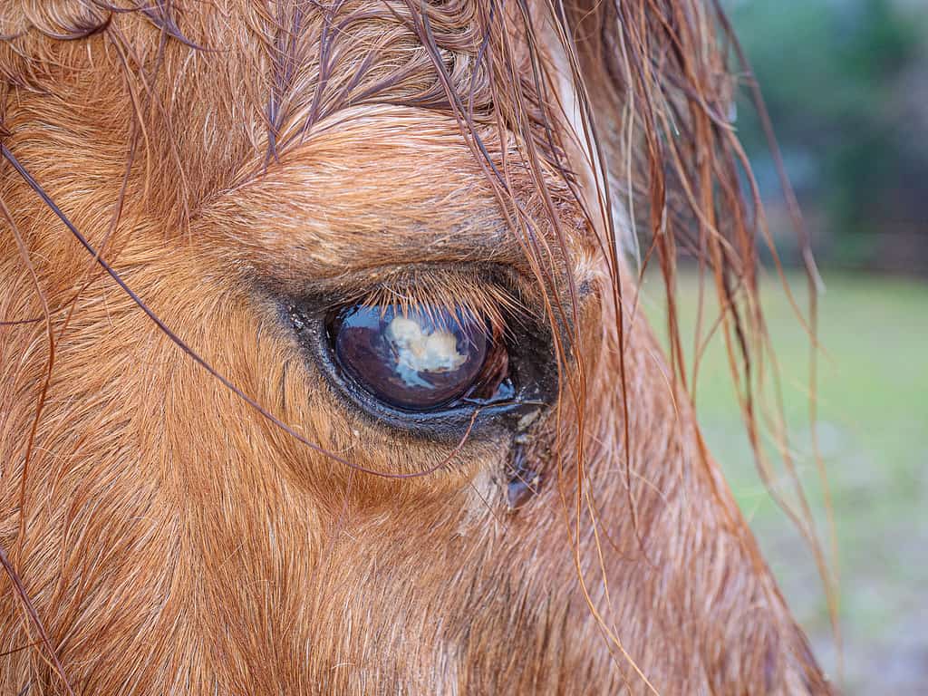 pony cieco con cecità mensile o lunare