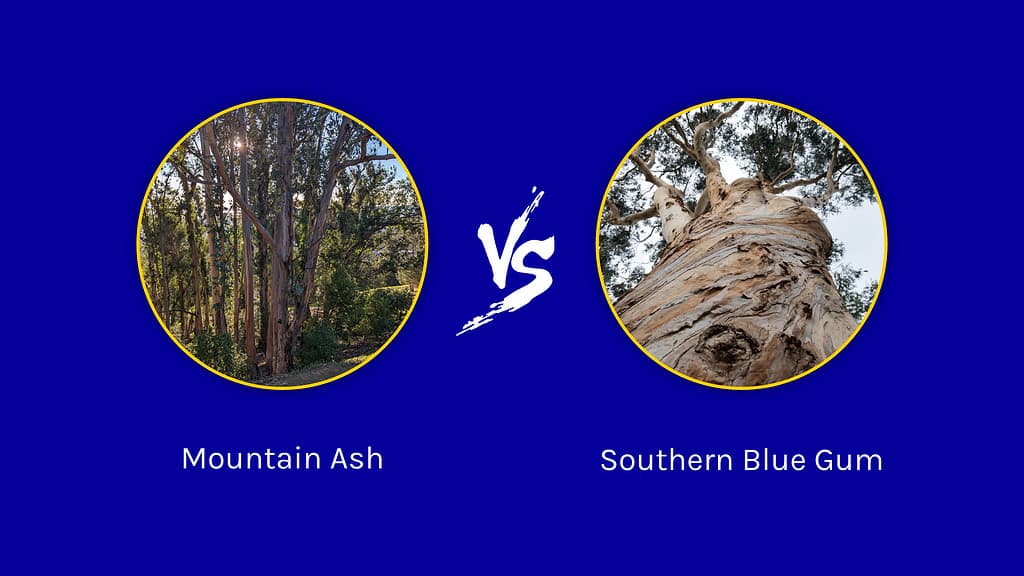 Cenere di montagna e albero della gomma blu del sud: 5 differenze tra questi giganti torreggianti

