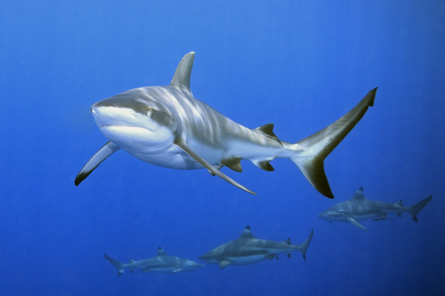 un grande squalo grigio del reef che mostra la bocca e i denti.  Sullo sfondo ci sono tre squali pinna nera del reef