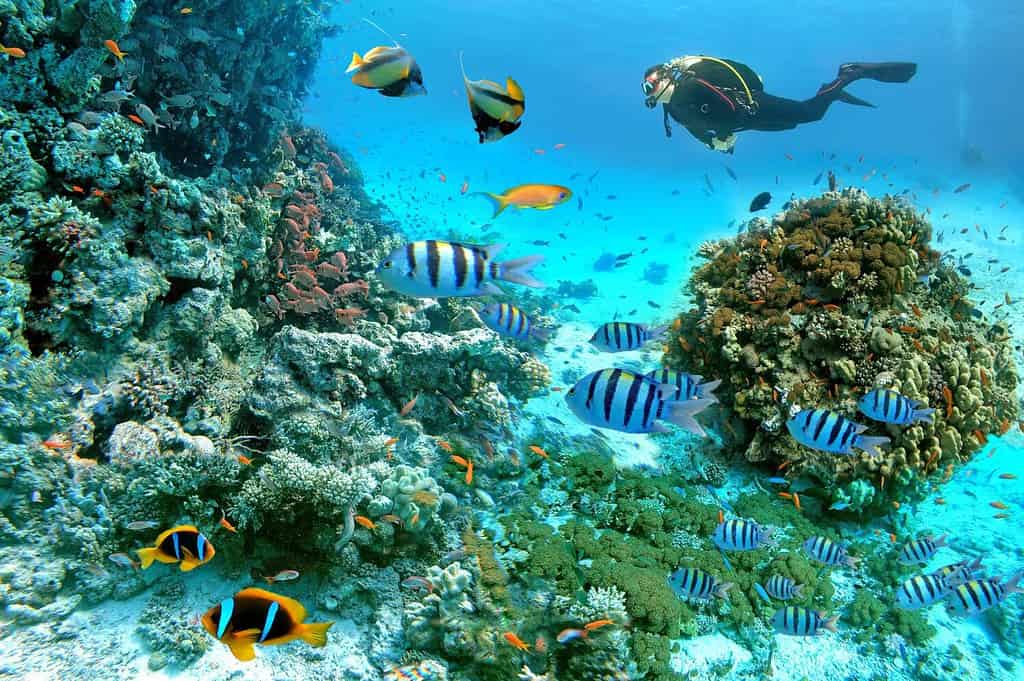 Scena subacquea con pesci esotici con un subacqueo e barriera corallina del Mar Rosso, pesci pagliaccio, pesci bandiera, pesci sergente maggiore, pesci rossi e altra vita marina vicino a Hurghada, Egitto