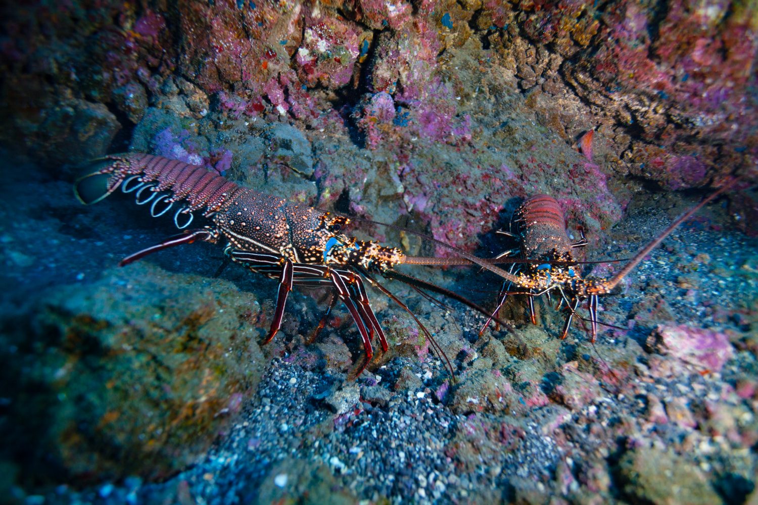 Foto laterale di due aragoste sul fondale dell'Oceano Pacifico che combattono tra loro