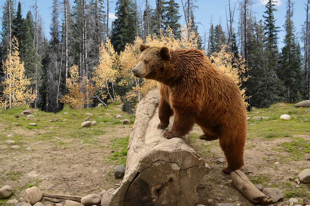 Orso grizzly che si arrampica su un tronco in legno autunnale nel Montana