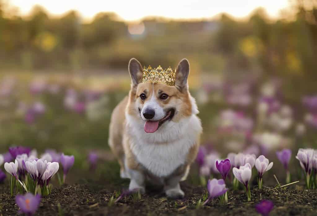cane con una corona d'oro cammina attraverso un prato primaverile fiorito di bucaneve viola
