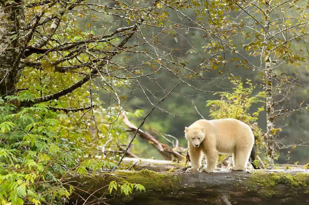 Orso spirituale (Ursus americanus kermodei) - Nella foresta verde