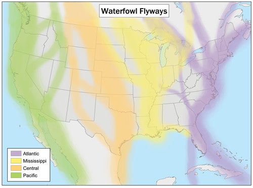 Ci sono 4 principali rotte negli Stati Uniti utilizzate dagli uccelli migratori. 