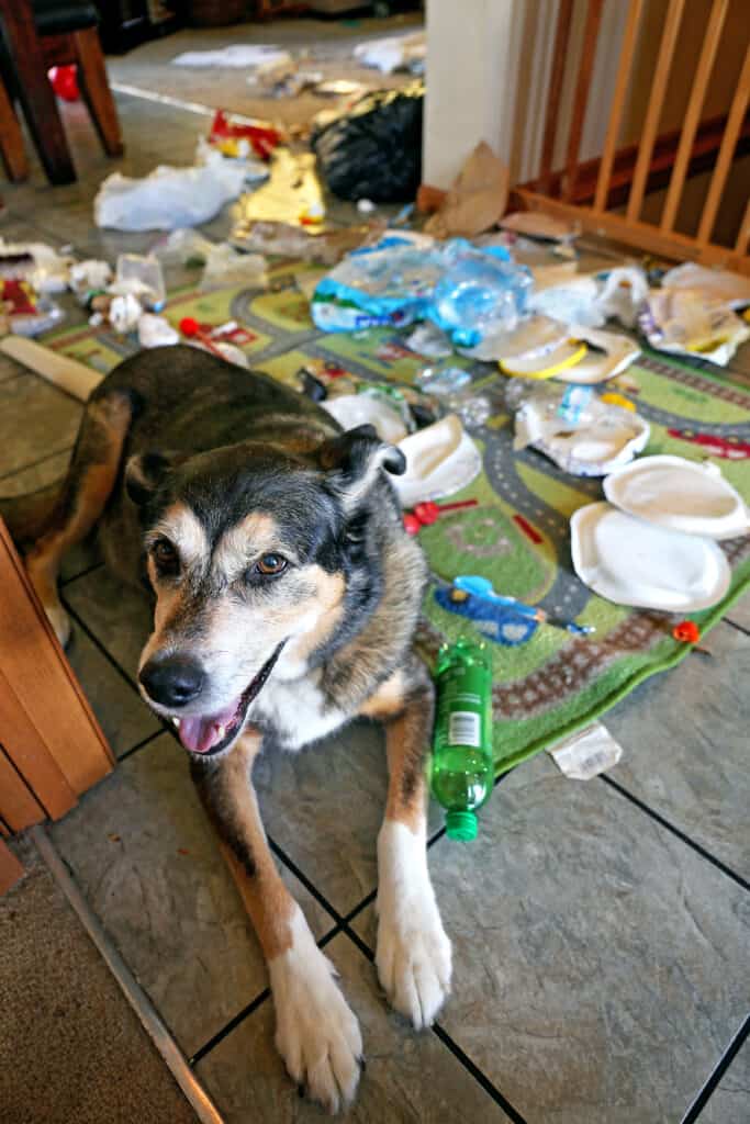 Cane con spazzatura a terra