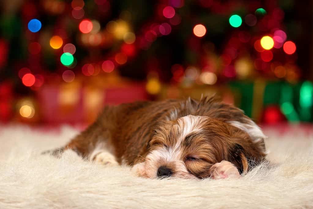 Il simpatico cucciolo Havanese sogna il Natale