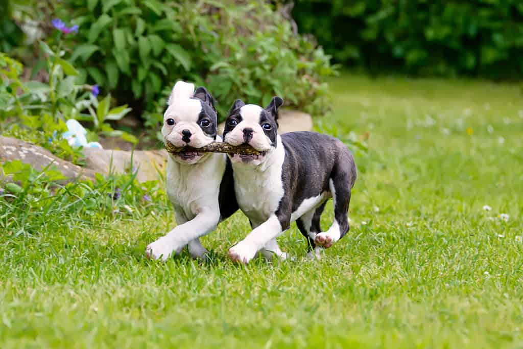 Due giovani cani Boston Terrier, chiamati anche Boston Bulls, cuccioli, neri con macchie bianche, che corrono fianco a fianco, portando insieme un bastone.