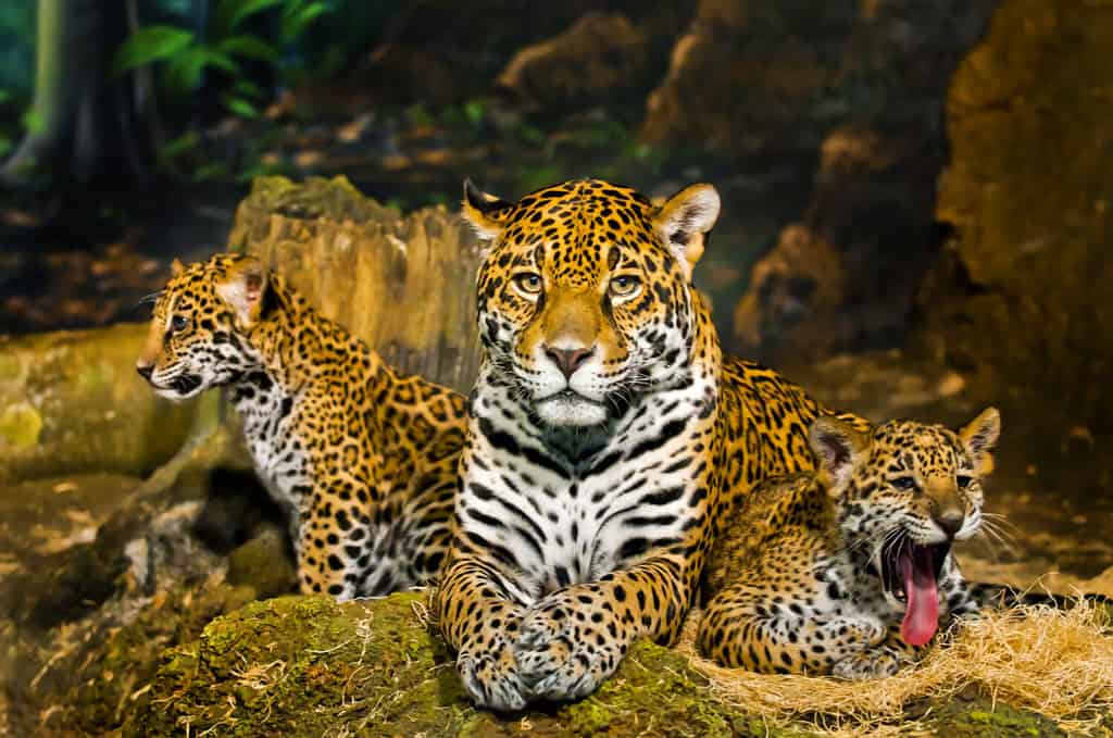 Due piccoli cuccioli di giaguaro Uno sbadiglia, l'altro guarda a sinistra mentre la madre guarda dritto nella telecamera